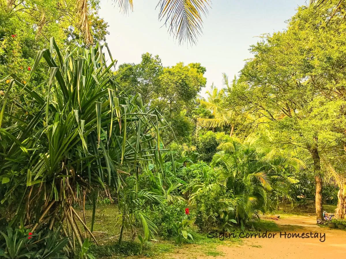 Accommodatie bij particulieren Sigiri Corridor Home Stay Sigiriya Sri Lanka